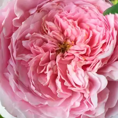 Comanda trandafiri online - Roz - trandafir englezesti - trandafir cu parfum intens - Rosa Ausbite - David Austin - ,-